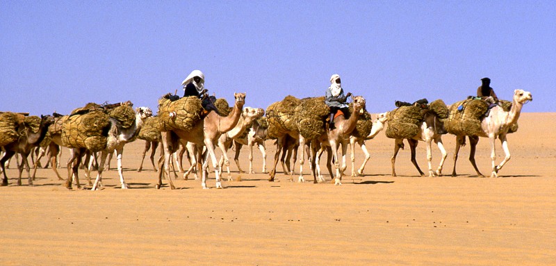 2. Conhecendo os habitats naturais dos camelos:⁣ características geográficas e climáticas