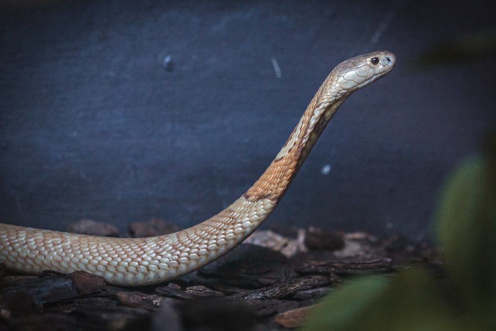 Os possíveis significados​ de sonhar com cobras azuis