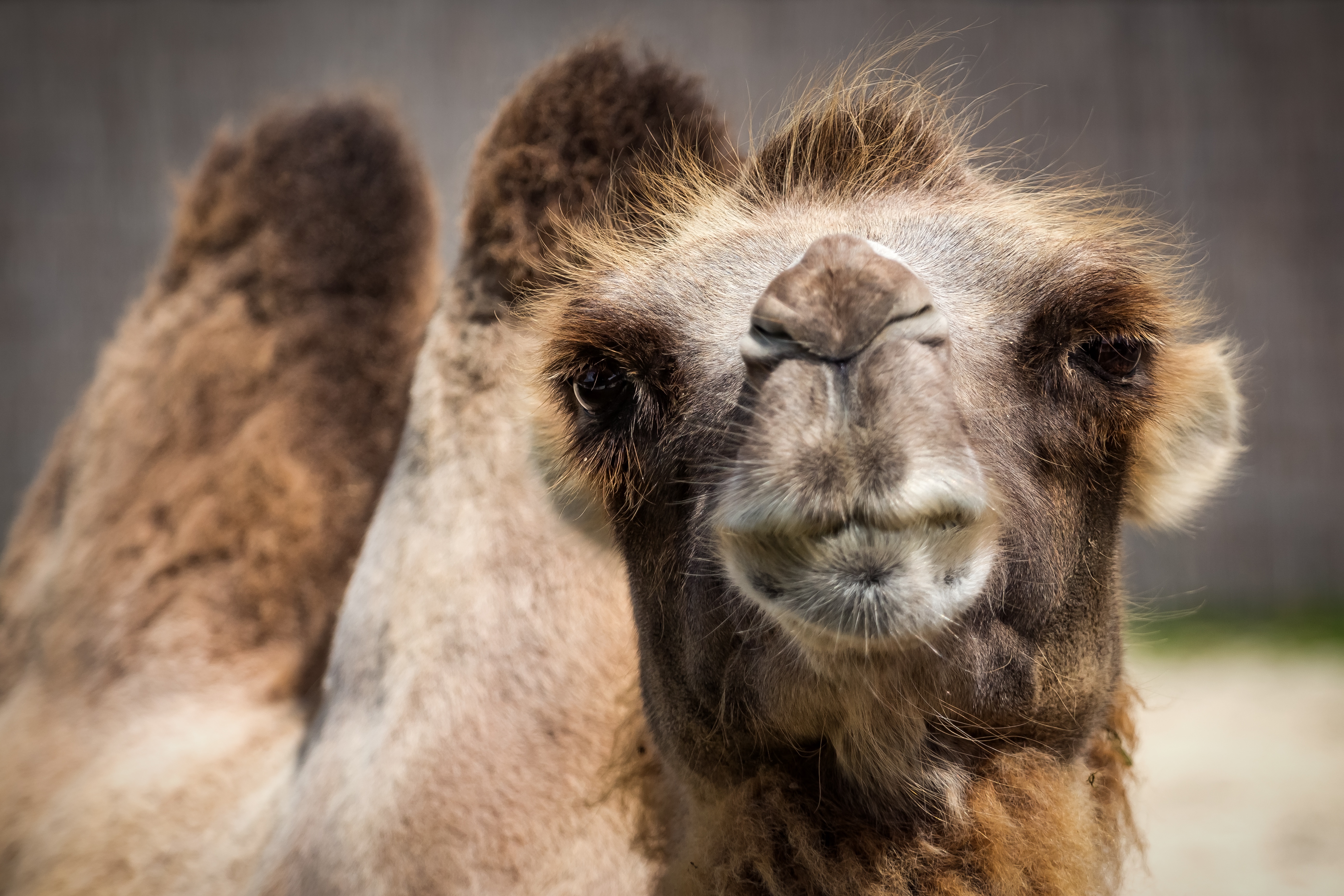 5. Planejando uma aventura⁤ de⁤ camelo: dicas essenciais para ‌explorar essas majestosas criaturas ⁣em seu ambiente nativo